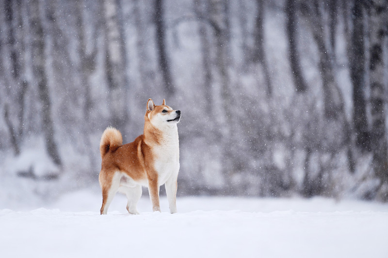雪景里惬意的日本柴犬图片下载