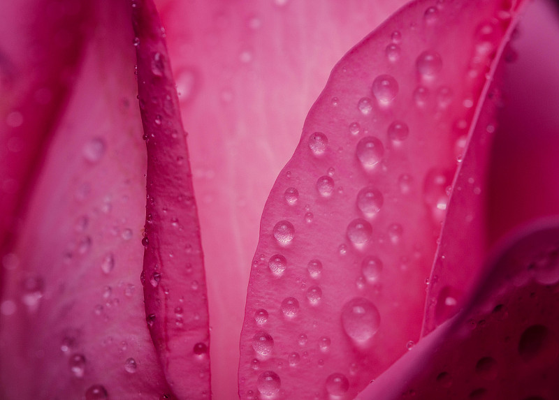 湿粉色玫瑰花的特写图片下载