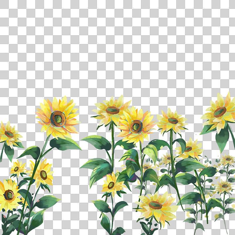 花卉向日葵图片素材
