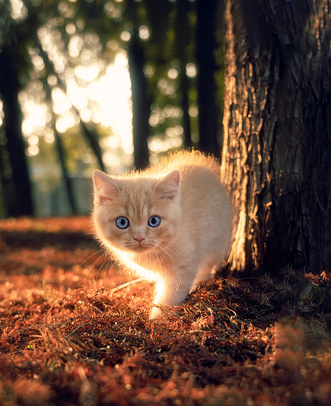 秋天树林中的小猫图片下载