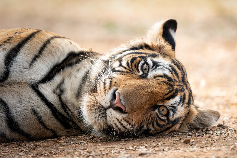 印度拉贾斯坦邦Ranthambore国家公园，老虎躺在田野上的特写图片下载