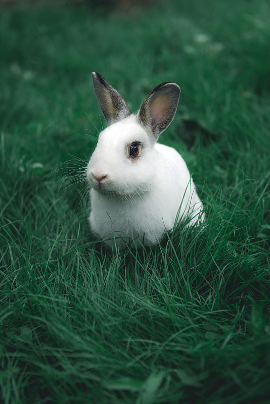 草地上的兔子特写图片下载