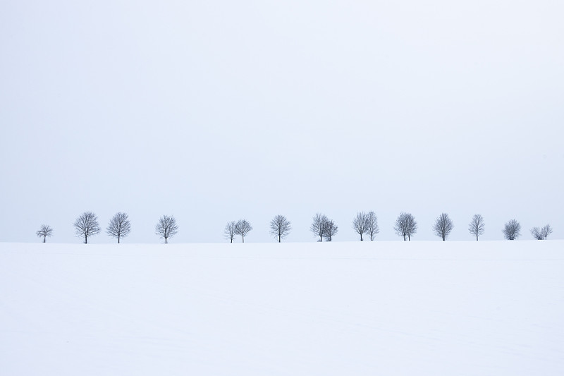 德国，白雪覆盖的田野上的树木映衬着天空图片下载