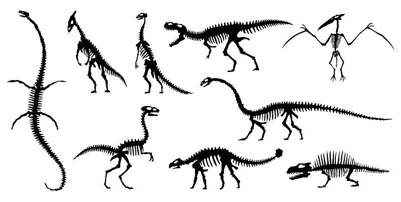 收藏恐龙骨骼的剪影插画下载
