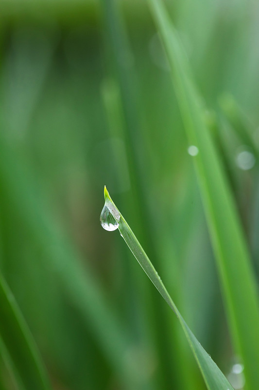 绿色,叶子,纯净,水滴,谷雨图片下载