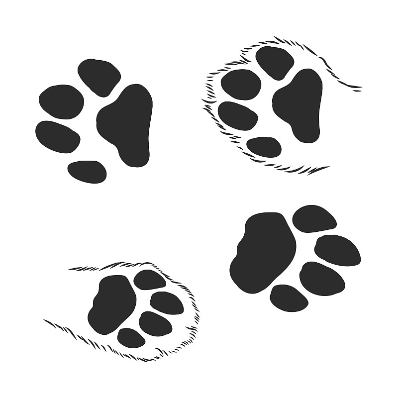 狗獾脚印图片