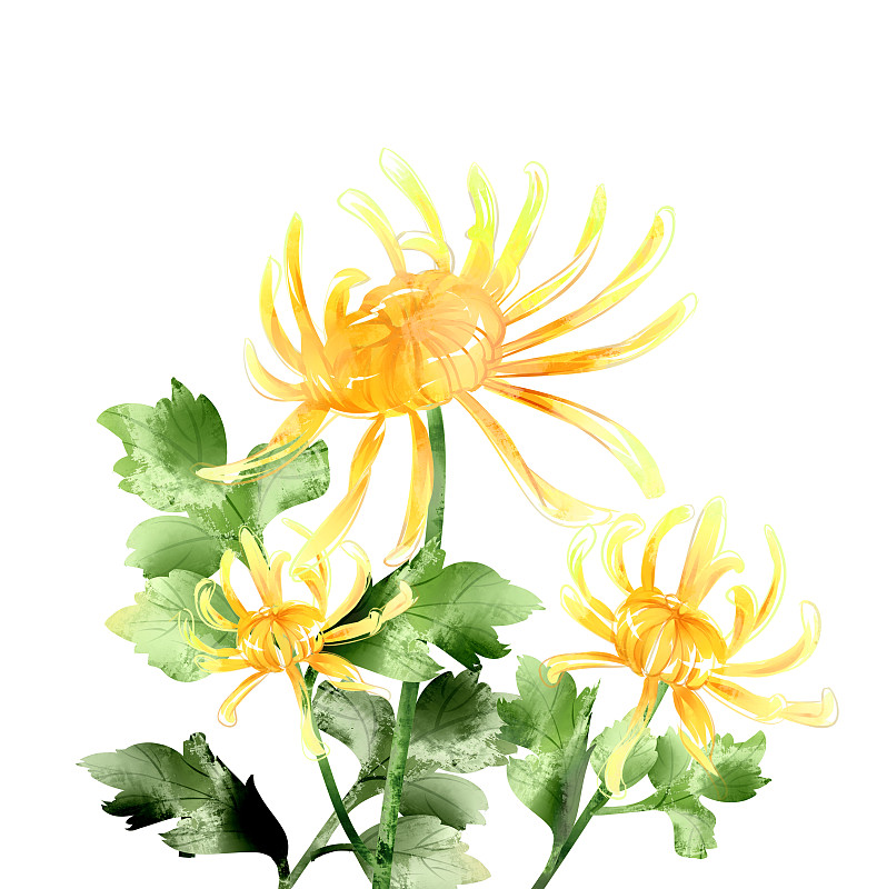 中国风水彩菊花插画元素图片