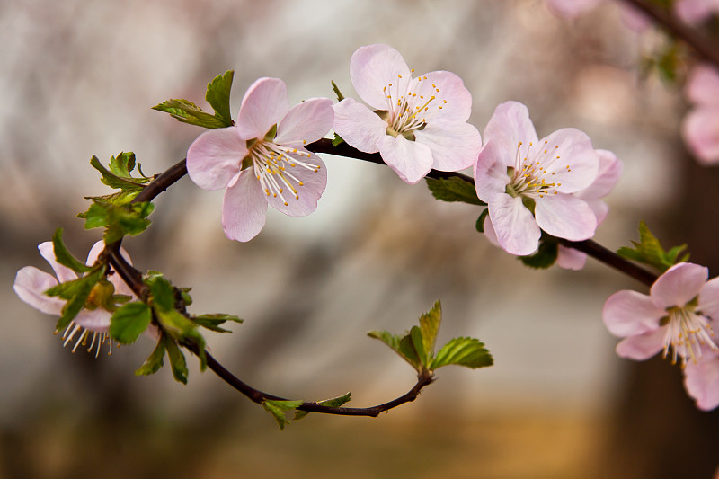 樱花在弯曲的树枝上，特写图片下载