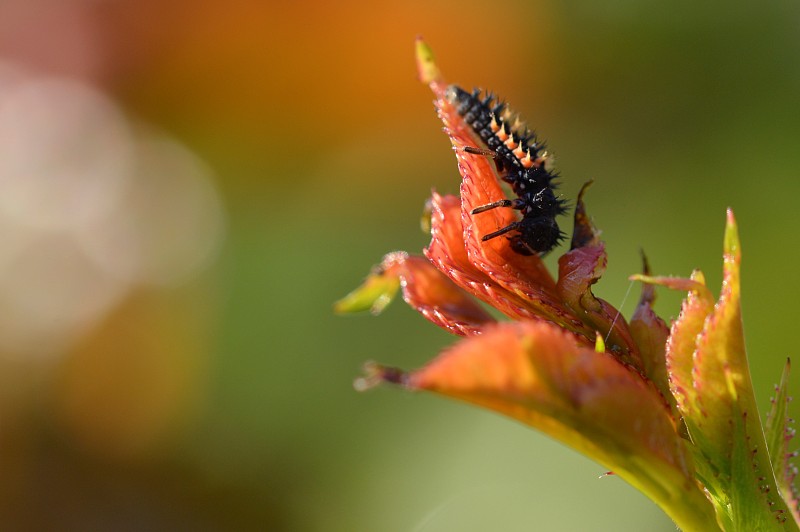 昆虫在植物上的特写，德国图片下载