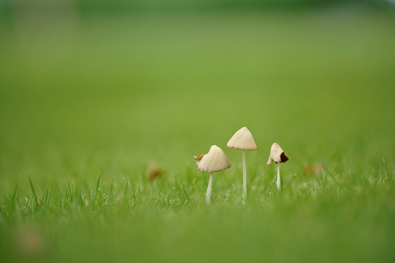 三个菌菇图片下载