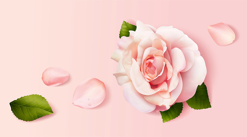 浪漫粉色玫瑰花元素图片下载