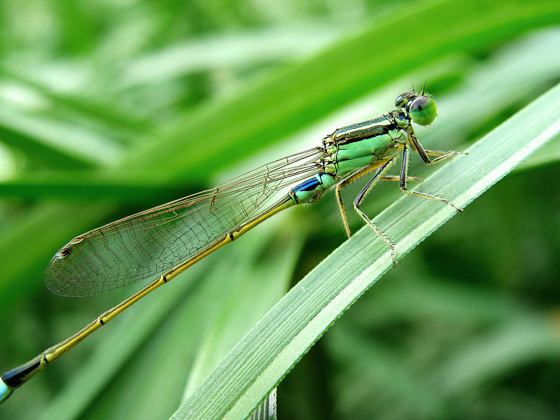 惊蛰节气，一只蜻蜓停靠在绿野上图片下载