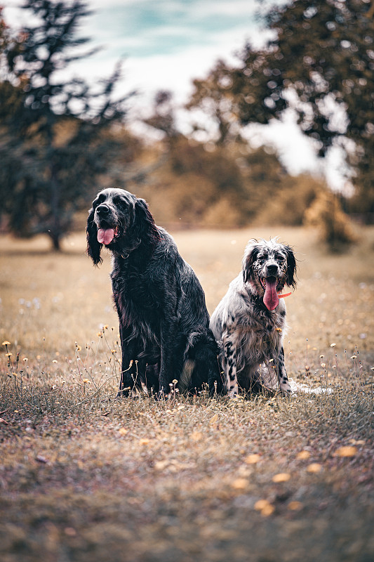 两只狗坐在田野上看着相机的肖像，巴黎，法国图片下载