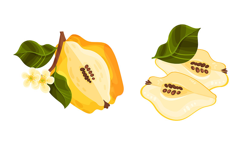 新鲜成熟的木瓜定多汁的有机水果插画图片