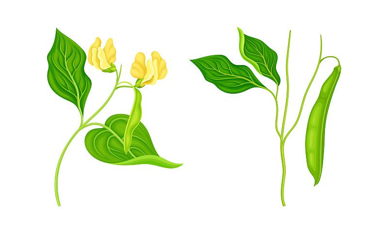 大豆是一种有叶豆荚的豆科植物插画图片