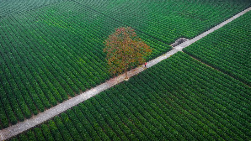 龙井茶园最孤独的树图片下载