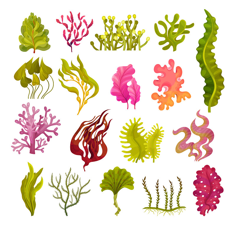海藻的种类与图片图片