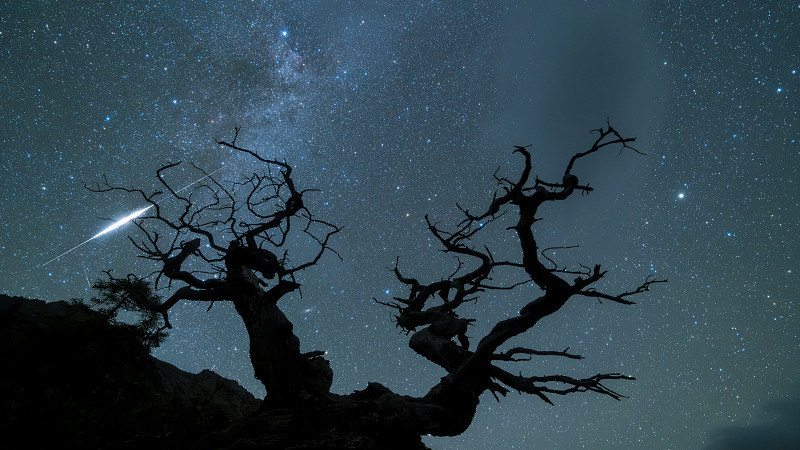 枯树与火流星图片下载