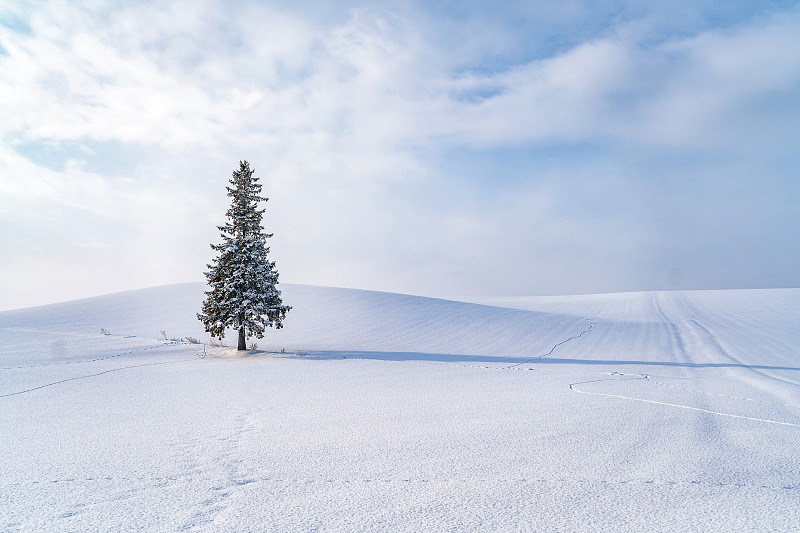 雪原上的圣诞树图片下载