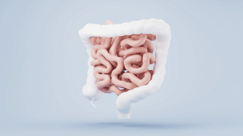 内脏器官肠道3D渲染图片下载