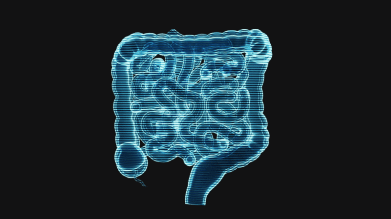 内脏器官肠道全息影像循环动画3D渲染图片下载
