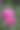 公园里粉红色牡丹花（花王）开花植物的特写镜头摄影图片