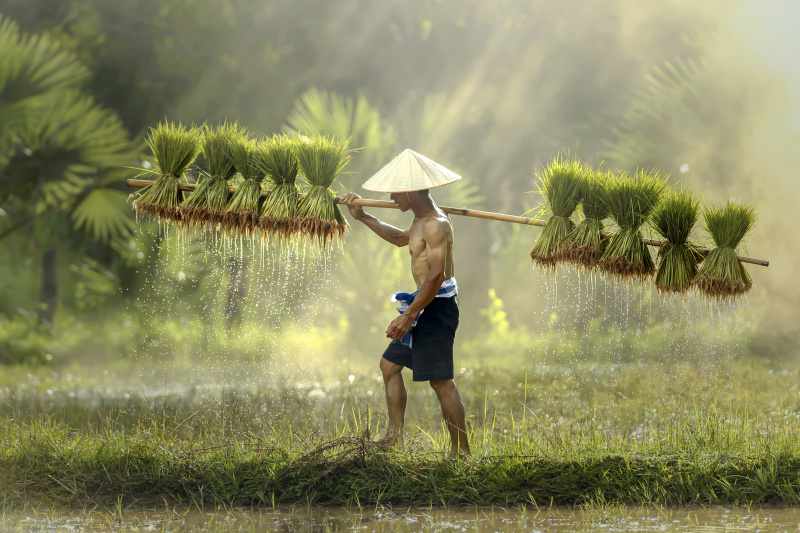 农民在雨季种植水稻。图片下载