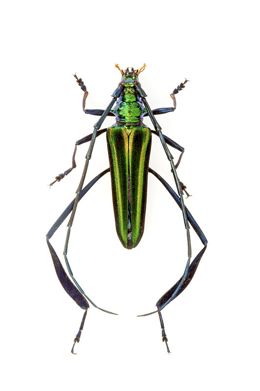 昆虫鞘翅反重力图片