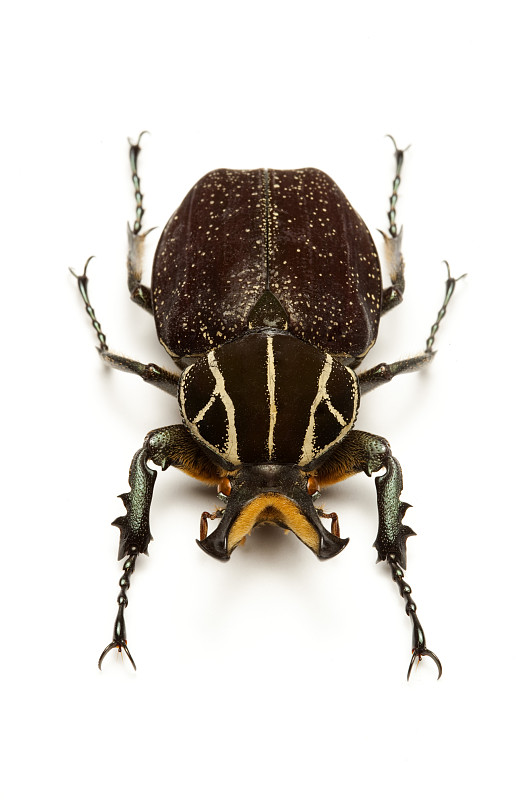 名贵甲虫图图片