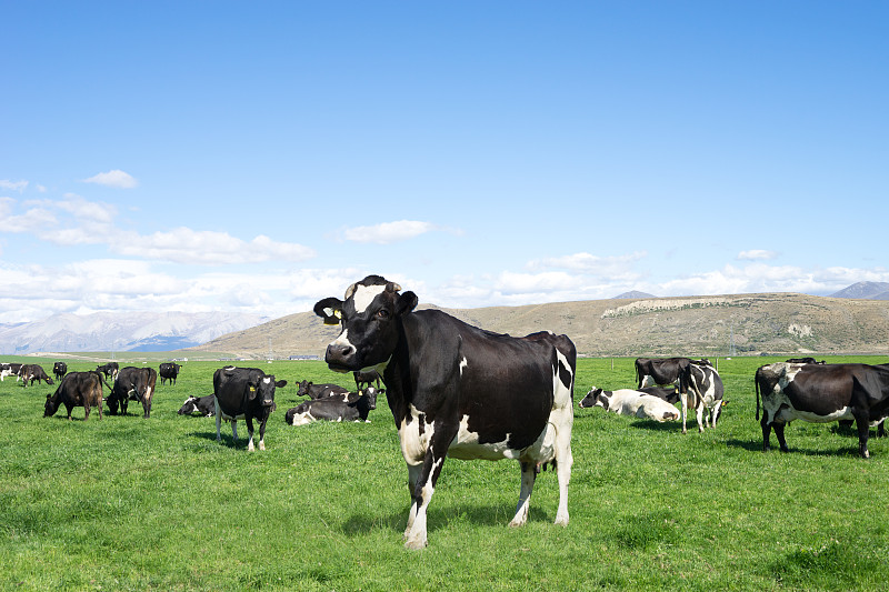 蓝天白云下新西兰一处奶牛云集的牧场图片素材
