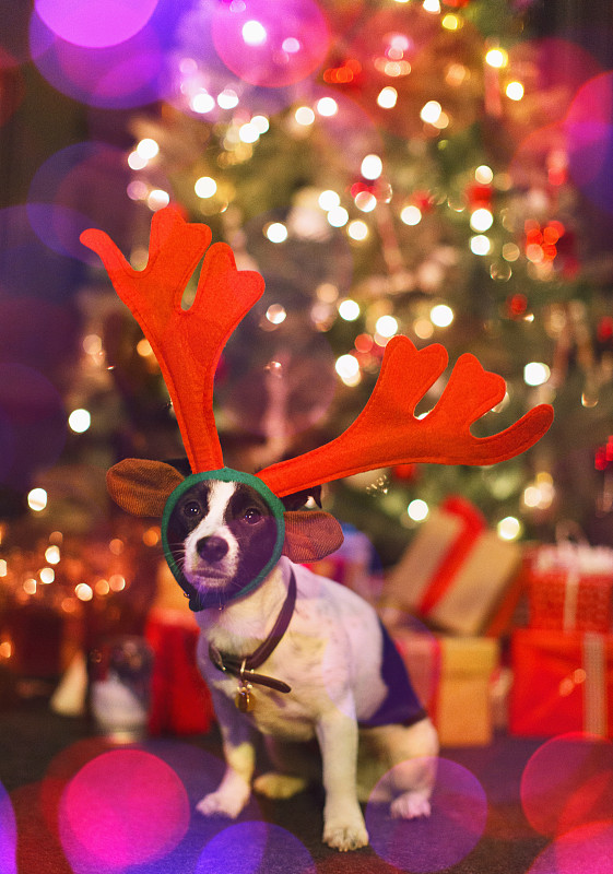 肖像可爱的狗戴着驯鹿的鹿角在圣诞树前图片素材