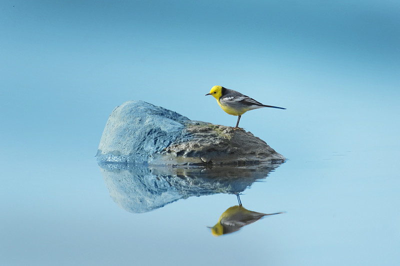 鸟-黄头鹡鸰图片下载