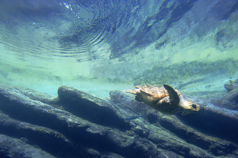 红海龟潜水，乌沙卡海洋世界，德班，南非图片下载