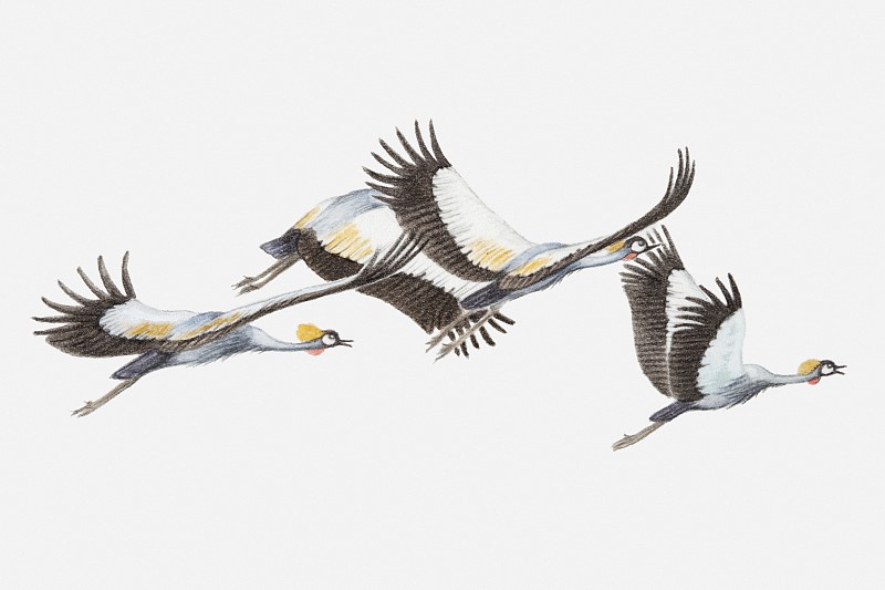 一群正在飞行的灰冠鹤(巴利阿里卡)的插图，侧视图图片下载