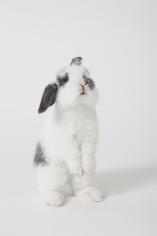 白色背景上的兔子图片下载