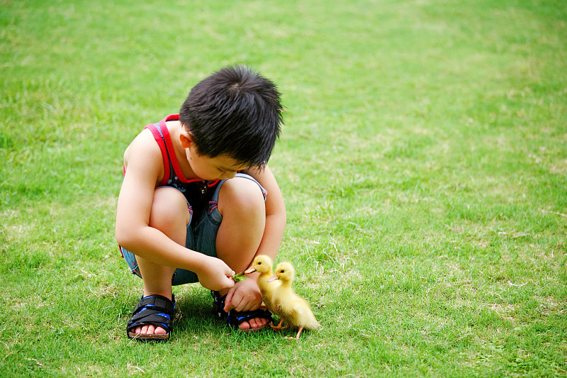 男孩正在用草喂两只小鸡图片素材