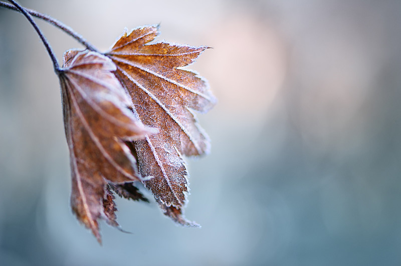 枫树的枯叶上覆盖着一层霜图片下载