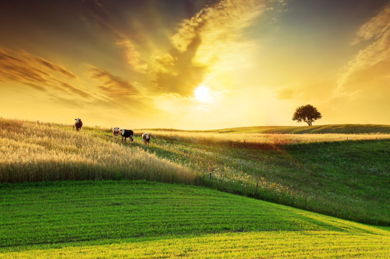 金色日落在田园诗般的农田景观图片素材