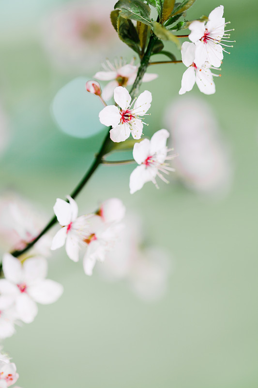 日本樱花盛开的小枝图片下载