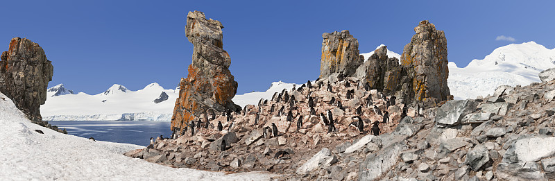 南极洲帽带企鹅群全景图片下载