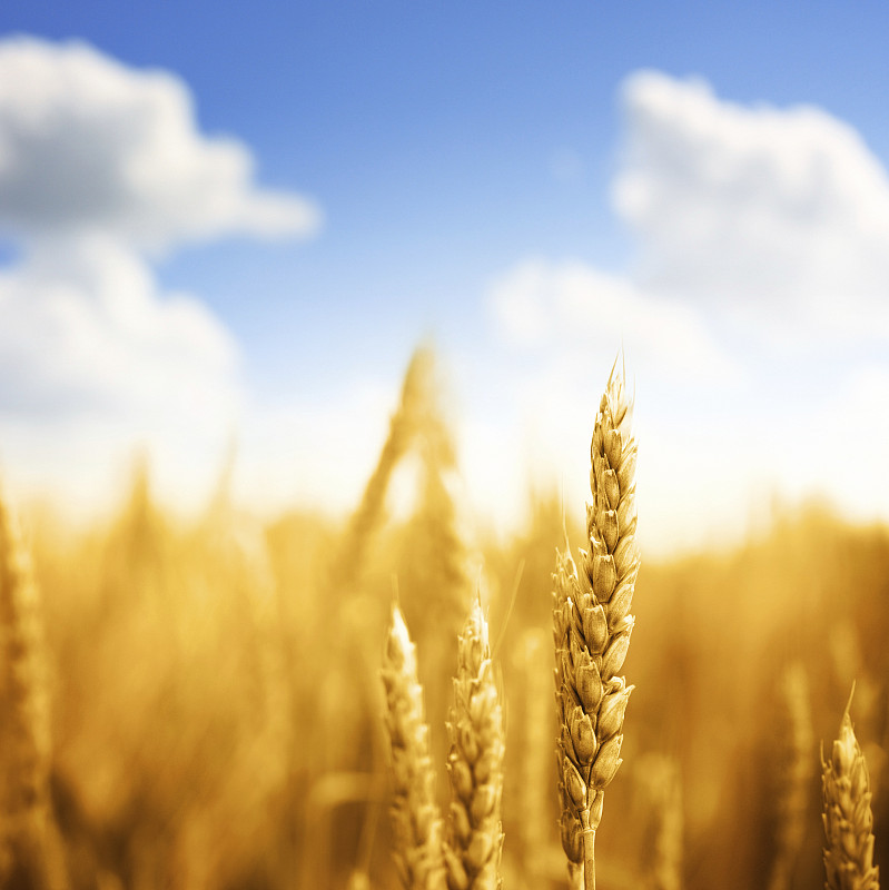 田地里的小麦，特写。图片下载