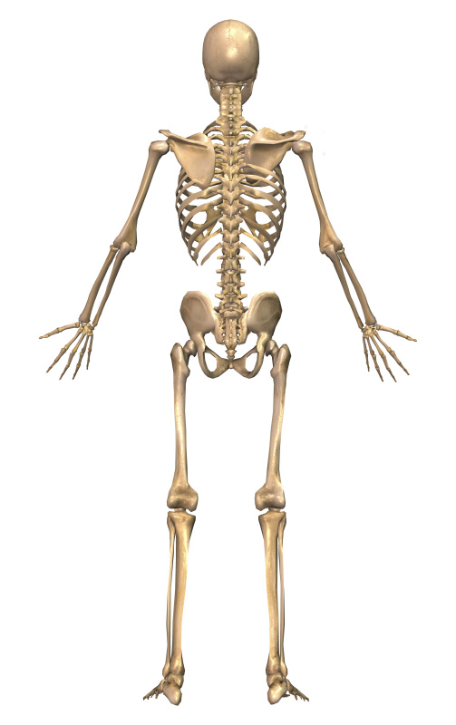 人体骨骼系统,后视图图片下载