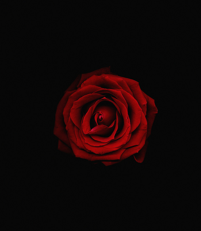 红色玫瑰映衬着黑色的背景，特写图片下载