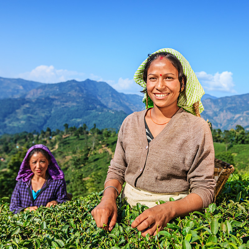印度大吉岭，印度采摘者在采摘茶叶图片素材