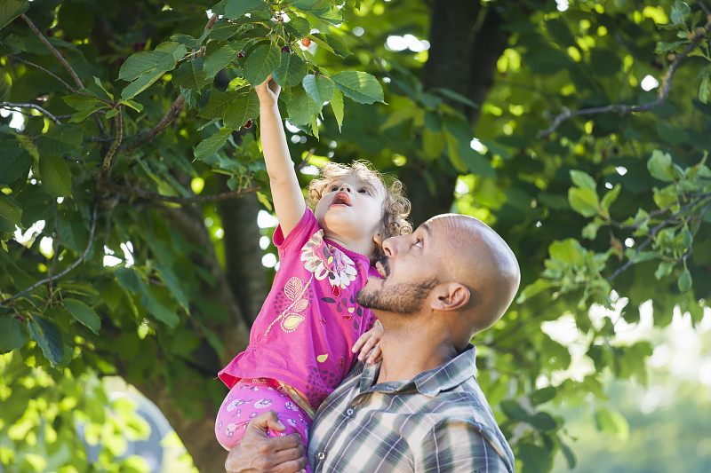 爸爸和女儿在树上摘了新鲜的有机水果图片下载