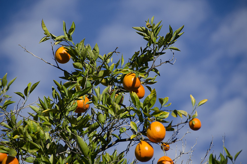 橘子树图片下载