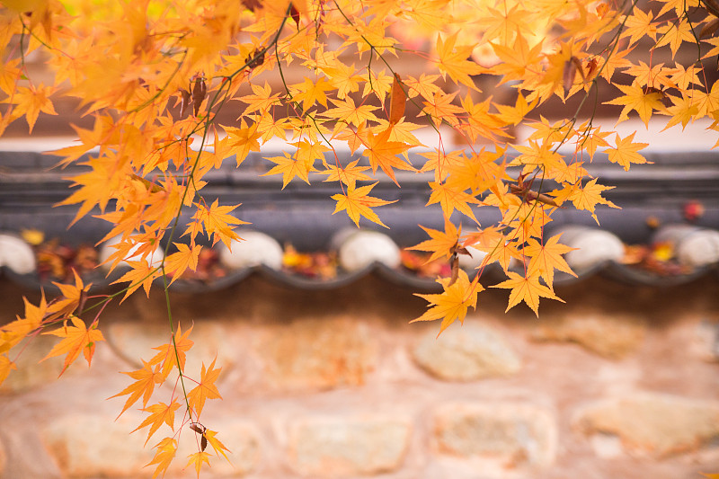 秋天的落叶图片下载