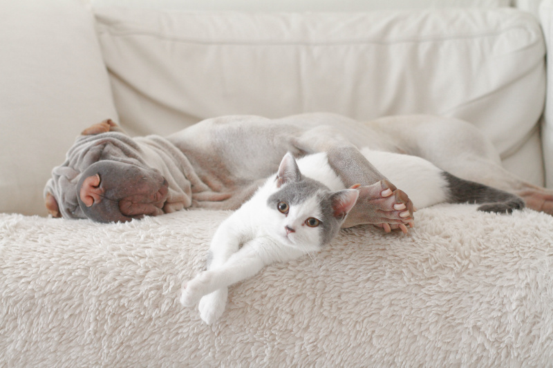 猫和狗在沙发上拥抱图片下载