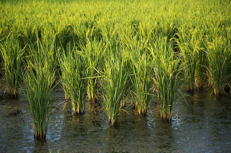 阿肯色州的稻田图片下载