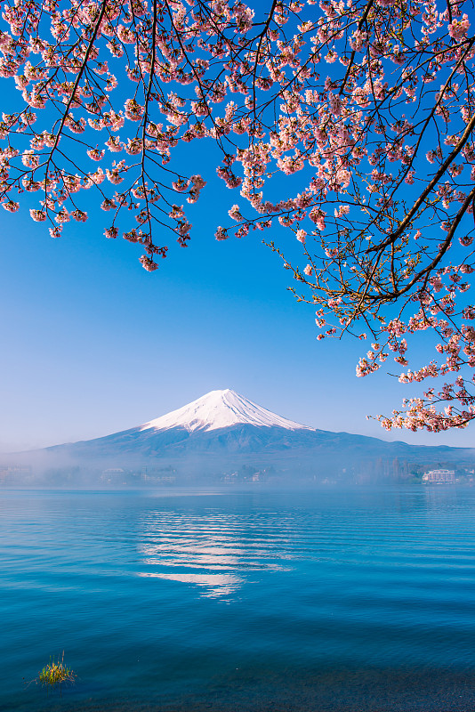 富士山和樱花图片下载